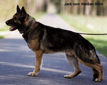 Jack vom Haus Cismar - Standbild