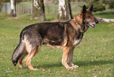 Akita vom Haus Cismar - Standbild